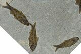 Plate of Seven Fossil Fish (Knightia) - Wyoming #370906-2